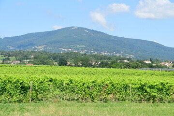 France, Chavanay, Loire. Vineyard and grape landscape in summer.
