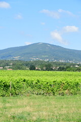 France, Chavanay, Loire. Vineyard and grape landscape in summer.