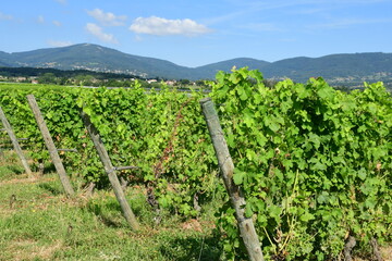 France, Chavanay, Loire. Vineyard and grape landscape in summer.