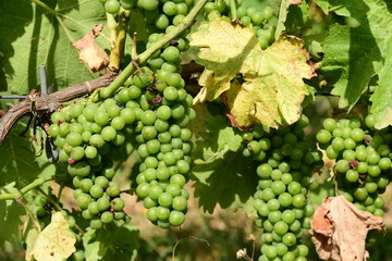 France, Chavanay, Loire. Vineyard and grape landscape in summer.
