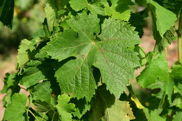 France, Chavanay, Loire. Vineyard and grape landscape in summer.