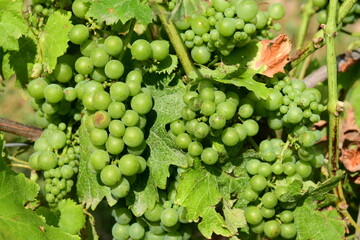 France, Chavanay, Loire. Vineyard and grape landscape in summer.