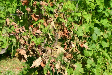 France, Chavanay, Loire. Vineyard and grape landscape in summer.