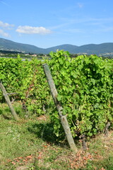 France, Chavanay, Loire. Vineyard and grape landscape in summer.