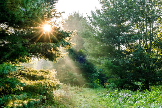 A trail through pine trees with a sunburst and sun beams on a foggy morning in the summer.