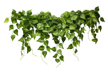 faux trailing ivy plant with delicate tendrils and glossy green leaves, cascading down a vintage wire wall hanging, isolated on white background
