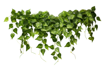 faux trailing ivy plant with delicate tendrils and glossy green leaves, cascading down a vintage wire wall hanging, isolated on white background