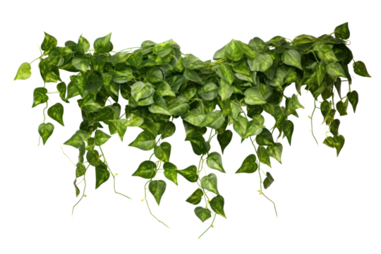 faux trailing ivy plant with delicate tendrils and glossy green leaves, cascading down a vintage wire wall hanging, isolated on white background