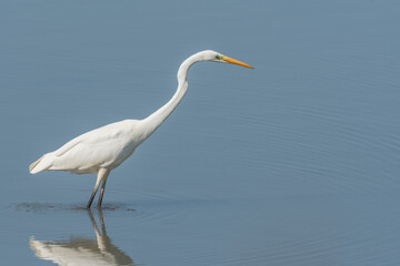 Great egret (Ardea alba) searching for fish.