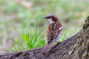 Spatz auf einem Baumstumpf