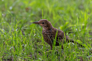 Amselweibchen auf einer Wiese