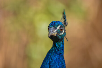 Naklejka premium Portrait of a male blue peacock (Pavo cristatus) in a garden.