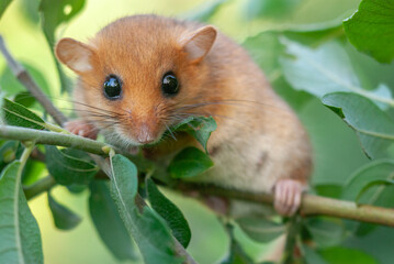 Female common dormouse ( Muscardinus avellanarius ) on a branch in bushy vegetation.