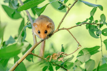 Female common dormouse ( Muscardinus avellanarius ) on a branch in bushy vegetation.