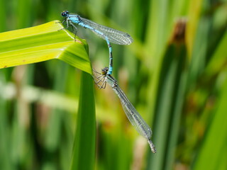 Blue damselflies