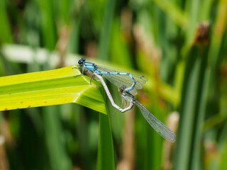 Blue damselflies