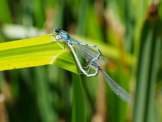 Blue damselflies