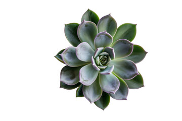 Fototapeta premium Small ornamental plants isolated on white background.