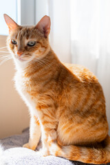 brown tabby cat with green eyes sitting by the window