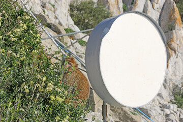 Barbary macaque by a radar dish on Gibraltar