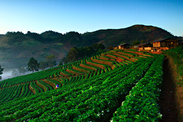 Fototapeta premium Beautiful scenery of Strawberry Plantation of Doi Angkhang Royal Project in Chiang Mai, Thailand 