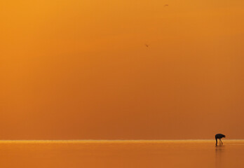 Greater Flamingo feeding during sunrise, Bahrain