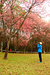 Fototapeta premium Scenic landscape of Wild Himalayan Cherry blossom in Khun Mae Ya, Chiang Mai, Thailand 