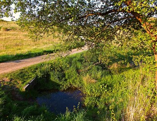Drzewo nad wodą w popołudniowym słońcu, Polska © Tomasz