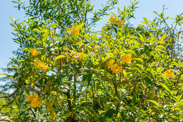 Yellow trumpetbush or Tecoma Stans plant in Saint Gallen in Switzerland