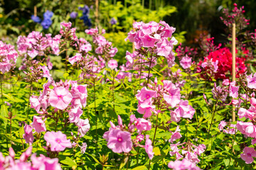 Obraz premium Phlox Paniculata Elisabeth Arden plant in Saint Gallen in Switzerland