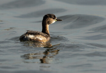 Closeup of a Little grebe at Tubli bay, Bahrain