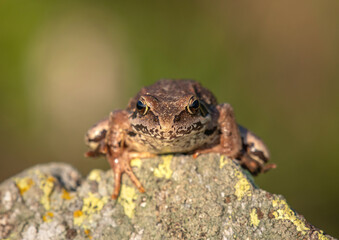 The common frog or grass frog (Rana temporaria), also known as the European common frog, perched on a stone at sunset against pastel green background, Alps Mountains.