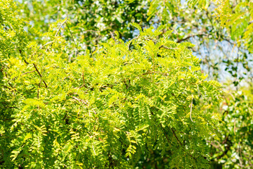 Sophora Toromiro plant in Saint Gallen in Switzerland