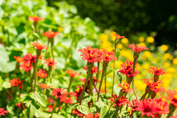 Obraz premium Zinnia Peruviana plant in Saint Gallen in Switzerland