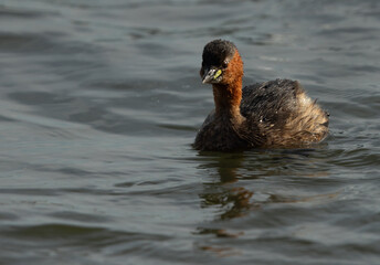 Portrait of a Little grebe at Tubli bay, Bahrain