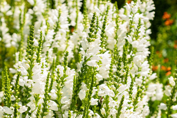 Fototapeta premium False dragonhead or Physostegia Virginiana plant in Saint Gallen in Switzerland