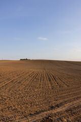 sunset in a field with young corn sprouts in a fertile field