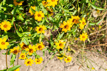 Narrowleaf Zinnia or Zinnia Angustifolia plant in Saint Gallen in Switzerland