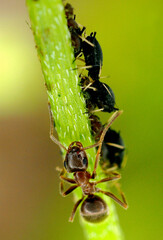 Hormiga sobre tallo verde