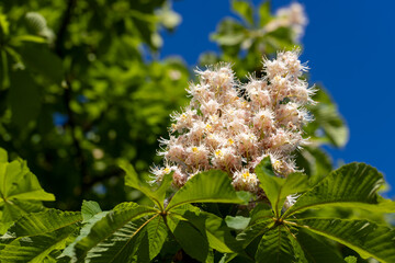 a flowering chestnut tree in spring