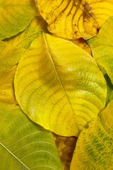 The butterflies in the clip appear to be from the genus Cethosia commonly known as Lacewing butterflies. Their vibrant orange and black patterns with white markings are distin butterfly on flower