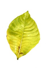 The butterflies in the clip appear to be from the genus Cethosia commonly known as Lacewing butterflies. Their vibrant orange and black patterns with white markings are distin butterfly on flower