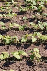 a field with peppers in the summer season