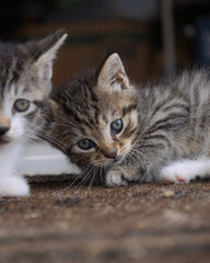 Adorable Kitten with Curious Eyes