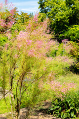 Five stamen tamarisk or Tamarix Pentandra plant in Saint Gallen in Switzerland
