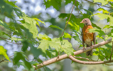 Closeup of an American robin perched in a tree.