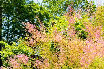 Five stamen tamarisk or Tamarix Pentandra plant in Saint Gallen in Switzerland