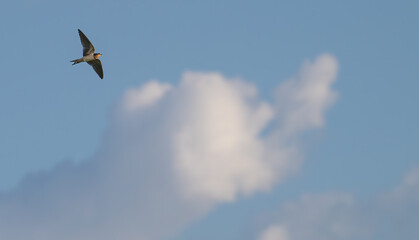 Barn swallow flying against a blue sky with white clouds.