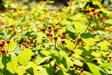Shrubby Saint Johns wort or Hypericum Androsaemum plant in Saint Gallen in Switzerland