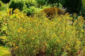 Imperforate Saint John wort or Hypericum Maculatum plant in Saint Gallen in Switzerland